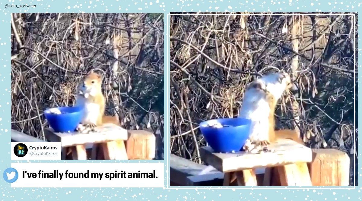 Squirrel, Drunk squirrel, fermented pear, Minnesota, Viral video, Trending news, Indian Express news