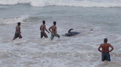 sri lanka, sri lanka whales beached, whales beach in lankan shore, people rescue beached whales, pod of pilot whales lanka, sri lanka whale rescue, viral videos, indian express