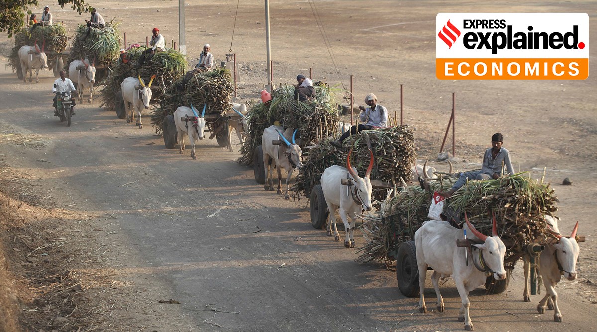 sugar production india, india sugar exports, india sugar production 2020, sugar exports, india sugar production lockdown