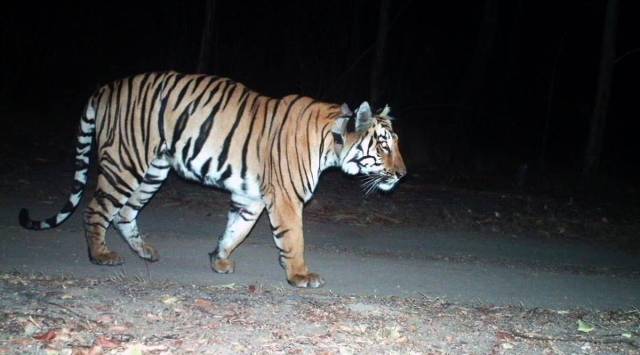 Missing Tigress, Uttarakhand tigress goes missing, Uttarakhand news, Hunt for old Tigress, Aged Tigress missing, India news, Indian express