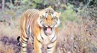 Gorewada zoo, tiger for Indian safari, Nagpur zoo, Nagpur news, Maharashtra news, Indian express news