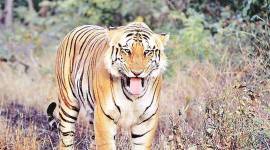 Gorewada zoo, tiger for Indian safari, Nagpur zoo, Nagpur news, Maharashtra news, Indian express news