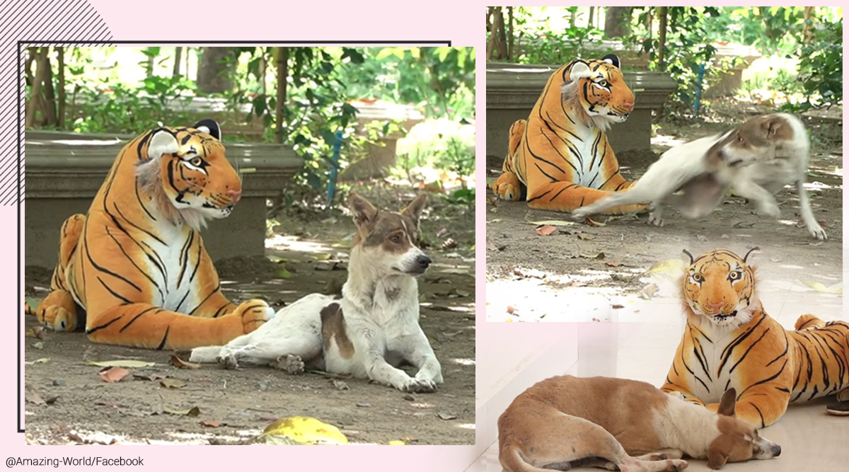 Video of dogs and monkeys reacting to this 'fake' tiger prank has netizens  hooked online | Trending News,The Indian Express