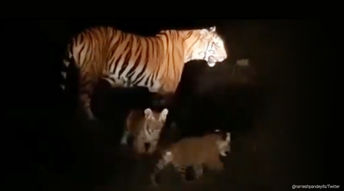 Missing Tigress, Uttarakhand tigress goes missing, Uttarakhand news, Hunt for old Tigress, Aged Tigress missing, India news, Indian express