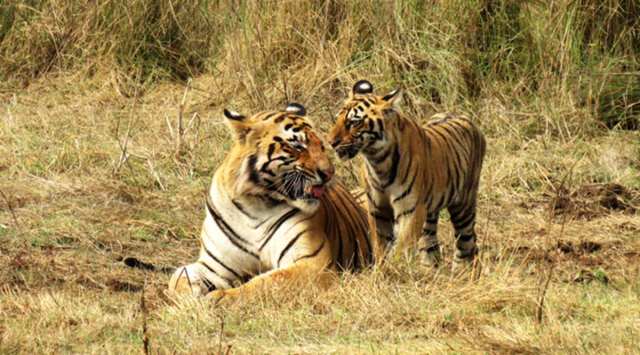 he tigers, like the dogs in Melghat, go for the grass because of its medicinal value when they have an upset stomach, Thosre says in the recently-released book The Melghat Trail.(Representative Photo/Source: Mohnish Kapoor/GTF PIC2)
