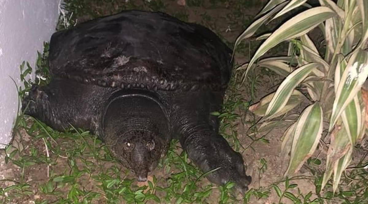 rare turtle rescued assam, turtle rescued silchar fish market, assam biodiversity, turtle species in india, Indian peacock softshell turtle, assam news, indian express