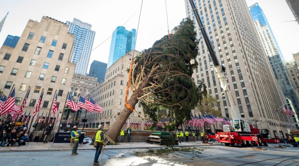 Is the Rockefeller Center Christmas Tree a 2020 Metaphor? What About the  Owl? - The New York Times