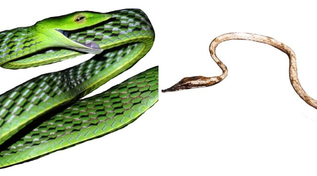vine snakes, vine snake varieties, vine snake species, iisc research, iisc researchers, vine snakes in india, indian express