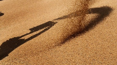 The official date of paddy procurement has always been October 1 in previous years, but in the last two years, it was changed. In 2020-21, the date was advanced to September 25 and this year it began October 3.
 (File Photo)