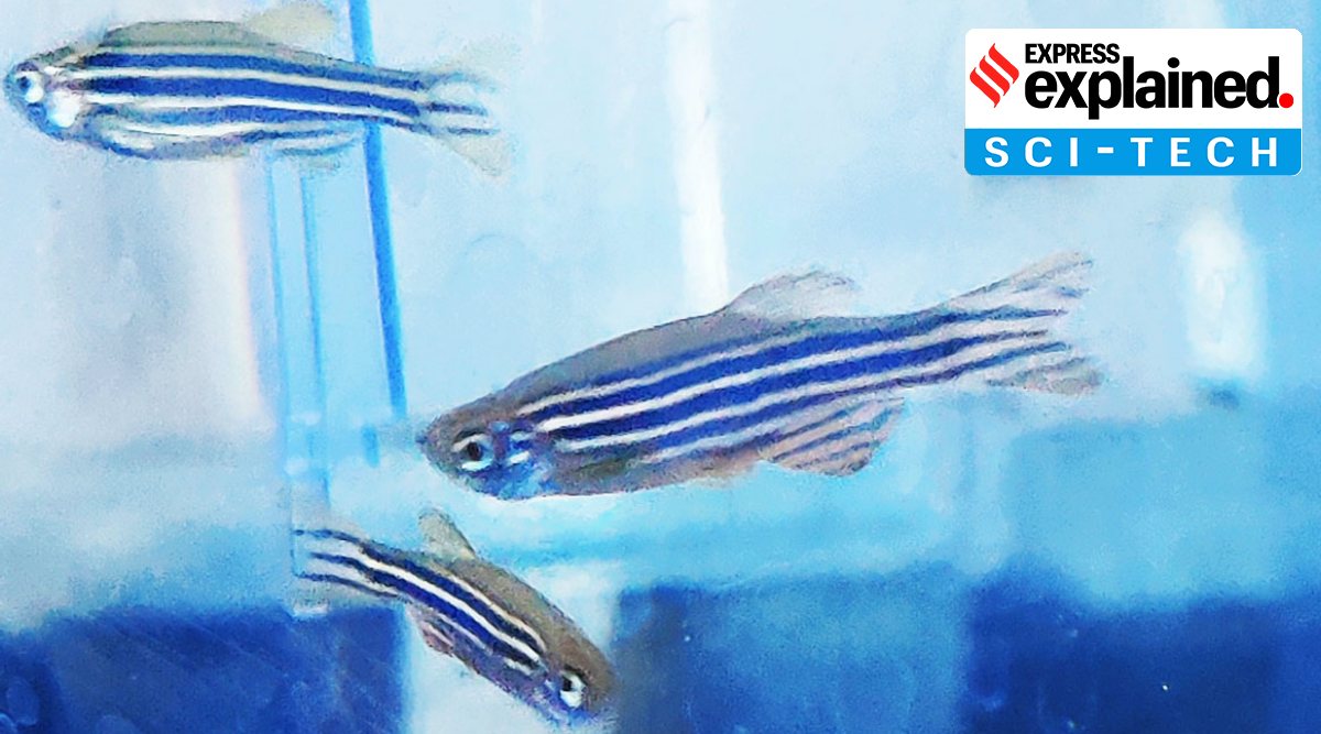 Explained A zebrafish gene that can promote heart regeneration Explained News The Indian