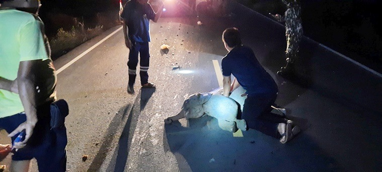 elephant cpr, baby elephant saved by cpr, hero save elephant cpr, elephant calf cpr survives, thai police save elephant cpr, good news, indian express