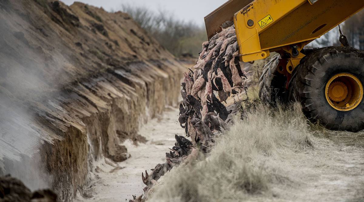 A truck unloads dead mink into a ditch as members of Danish health authorities assisted by members of the Danish Armed Forces bury the animals in a military area near Holstebro, Denmark on November 9, 2020.  Photographer: Morten Stricker/Ritzau Scanpix/AFP/Getty Images