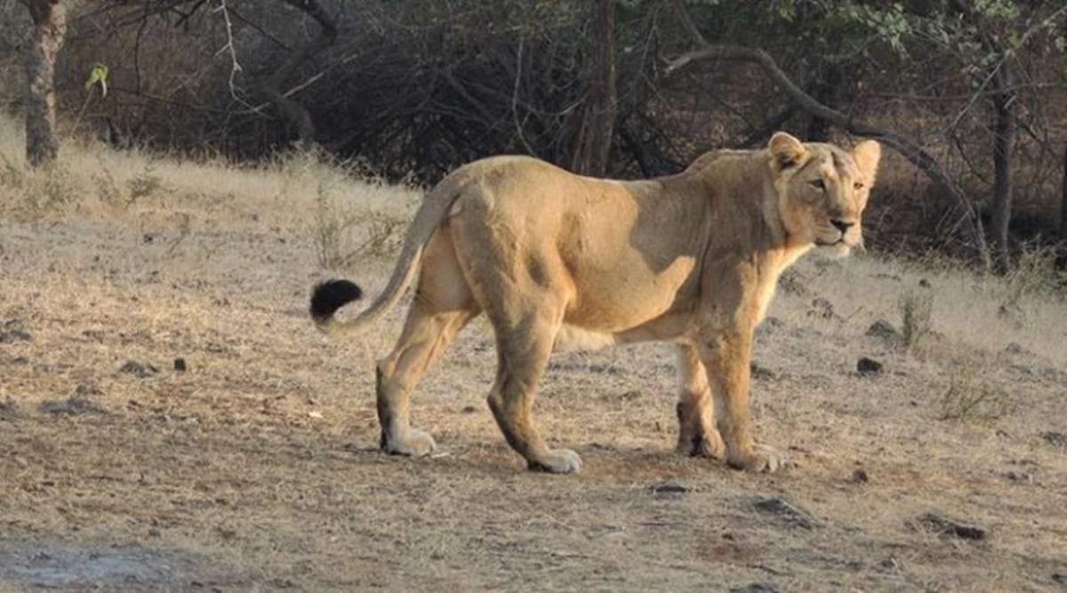 One In Four Radio-Collared Lions In Gujarat Have Died, Allegedly Due To  Unscientific Tagging