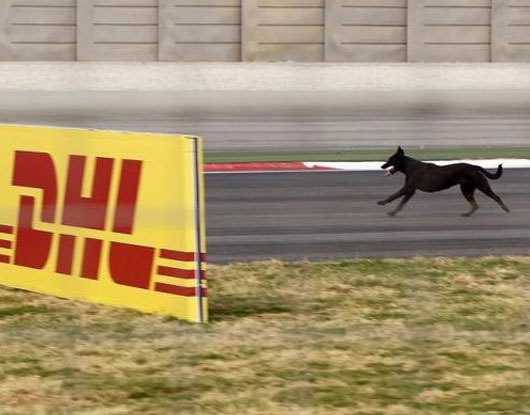 Animal Riding Formula 1 Formula One: Amazing Pictures | Business Gallery News - The Indian Express