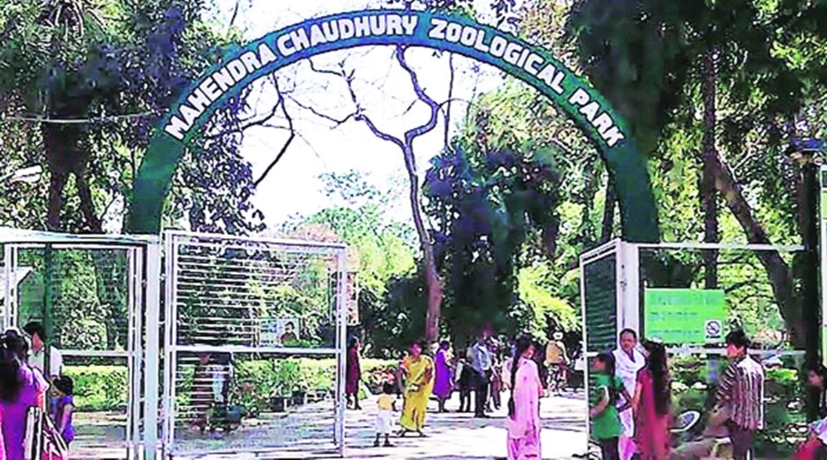 Chhatbir Zoo reopened, Chandigarh Zoo reopened, Chandigarh news, Punjab news, Indian express news