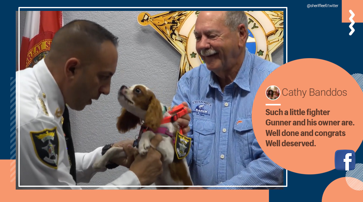 Puppy rescued from jaws of alligator in Florida gets appointed as ...