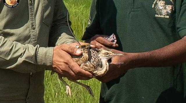 The female lesser florican after being tagged in Velavadar, Bhavanagar, in September this year. (Photo courtesy: Gujarat state forest department)