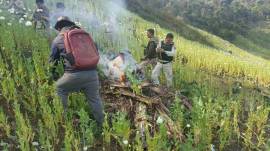 Manipur poppy plantation, Manipur lemongrass, Union Ministry of Tribal Affairs, Manipur news, latest news