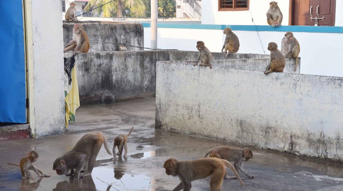 Telangana launches first rescue, rehabilitation centre for monkeys | Cities  News,The Indian Express