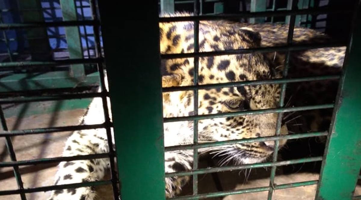 Leopard hiding inside Dehradun airport rescued