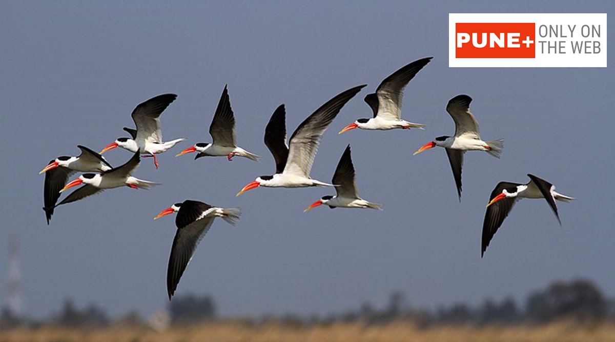 Why many Pune birdwatchers were looking for the Indian Skimmer over the weekend - Vimarsana News