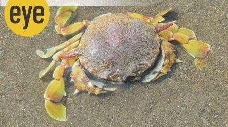 Get off my back: Speckled swimming crabs