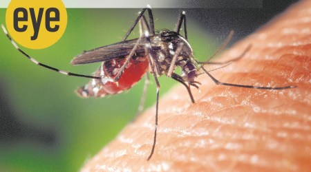 Ranjit lal column, mosquito, indianexpress