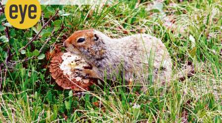 Rodents — from the great clan of ground squirrels — and other insectivores also hibernate.