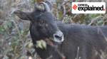 Himalayan serow, what is Himalayan serow, where are Himalayan serows found, Himalayan serows sighted, Himalayan serows spiti, indian express, express explained
