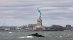 Humpback whale, Humpback whale in New York, Humpback whale Statue of Liberty, viral videos, indian express