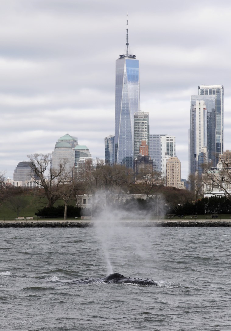 ‘Welcome to New York’: Humpback whale in Hudson River makes waves on