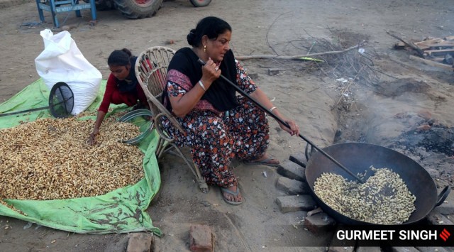 Residents of village Issewal  in Ludhiana prepares  15 quintal "Khoya pinni"  and make ready 20 quintal peanut  to send for the protesting farmers sitting at Delhi's borders. (Express photo by Gurmeet Singh)