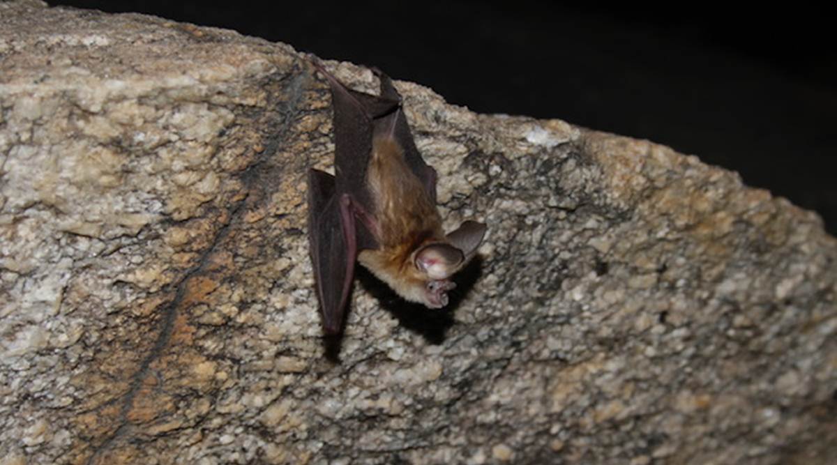 Conservation plan on table to save bat species in Kolar caves