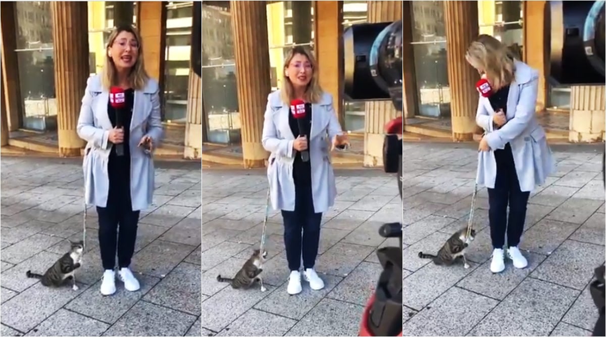 beirut journalist interrupted by cat, larrisa aoun cat interrupts during reporting, cat interrupt reporter, beirut, beirut blast, viral videos, cat interrupt live tv, cat tv journalists, indian express