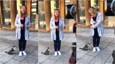 beirut journalist interrupted by cat, larrisa aoun cat interrupts during reporting, cat interrupt reporter, beirut, beirut blast, viral videos, cat interrupt live tv, cat tv journalists, indian express