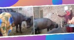 buffalo dancing, buffalo dance video, himachal village buffalo dance, buffalo dancing with owner video, funny animal video, animal dancing videos, indian express