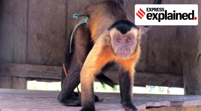 A Capuchin (Sapajus macrocephalus) in captivity. (Credit: Thais Morcatty via Oxford Brookes University)