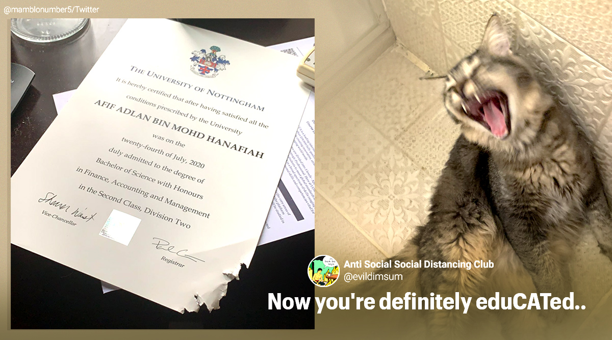 cat eats degree, cat chew degree certificate, cat ate student degree certificate, pet destroy important document, viral news, funny cat news, indian express