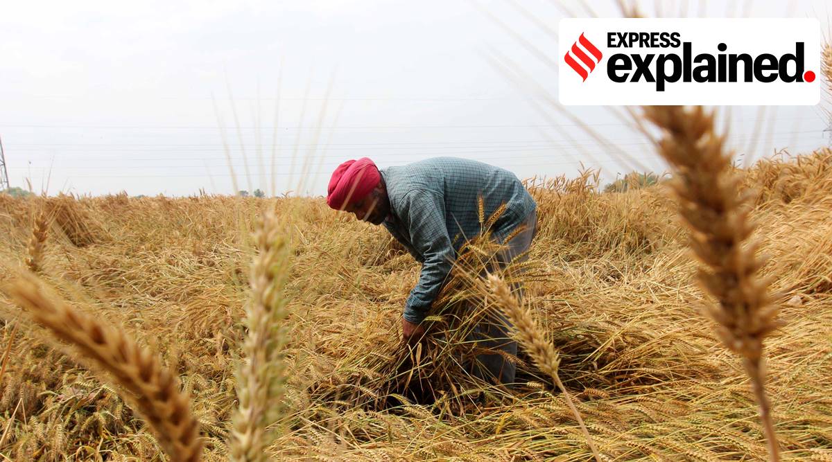 A farmer looks at his wheat crop, damaged in Ludhiana. Express Photo by Gurmeet Singh. 