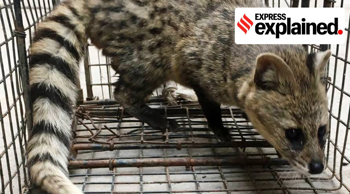 A civet rescued in Delhi. Civets are sought after as exotic pets. (Express Archive)