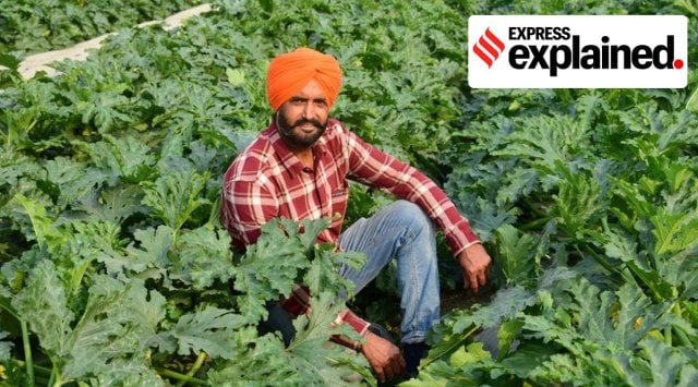 punjab, punjab farmers, punjab contract farming, what is contract farming, contract farming explained, indian express