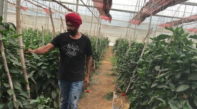 Meharban Singh has been doing contract farming and growing vegetables in open fields as well as in a poly-house