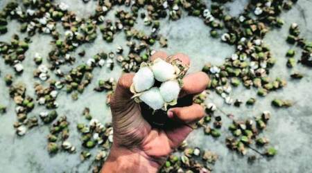 pink bollworm, Rajkot, cotton crops, cotton farmers, Rajkot, Gujarat