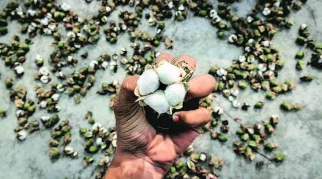 pink bollworm, Rajkot, cotton crops, cotton farmers, Rajkot, Gujarat