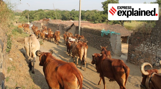 Cows and buffalos set out to graze in Gujarat's Amreli. (Express Photo: Javed Raja, File)