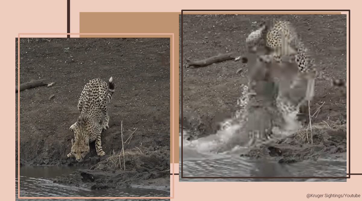 Viral Video: Cheetah cub drinking water gets ambushed by crocodile in  Africa | Trending News,The Indian Express