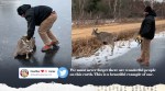 man saves deer, deer rescued from frozen lake, us man saves deer from frozen pond, frozen water animal rescue, good news, viral videos, indian express