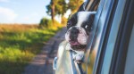 dog makes car crash, dog at wheels, dog makes car in reverse, canada police car crash, car collision dog responsible, viral news, odd news, indian express