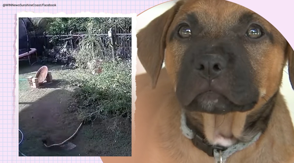 Carpet python, dog, Queensland, Australia, Carpet python choke puppy, Carpet python attacks pet dog, Carpet python chocks nine-week-old puppy, Viral video, Trending news, Indian Express news.