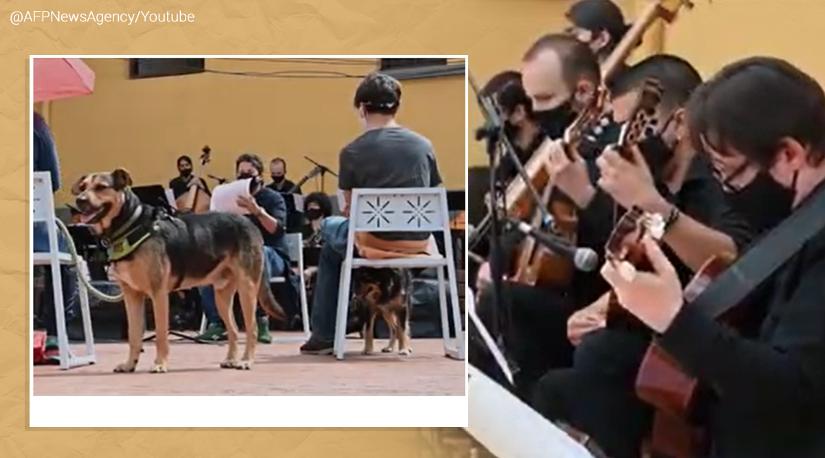 Colombia, Colombian orchestra performs concert for canines, Christmas, New Year tradition Colombia, animal rights, viral, indian express